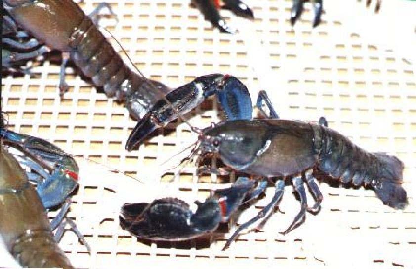 Yabby, Cherax destructor two sites in in Spain, but also cultured in in Italy.