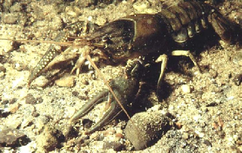 Northern or or virile crayfish, Orconectes virilis presently only in