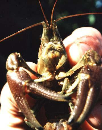 The rusty crayfish, Orconectes