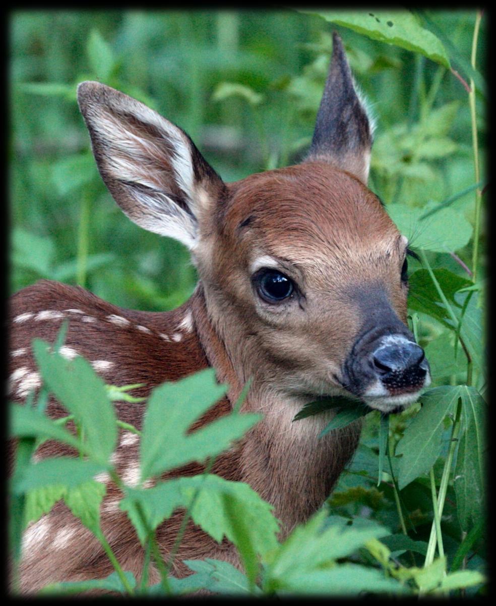 Status of Deer Management in Pennsylvania Deer populations are healthy and sustainable, although CWD detected in a captive deer. Deer-human conflicts are acceptable.