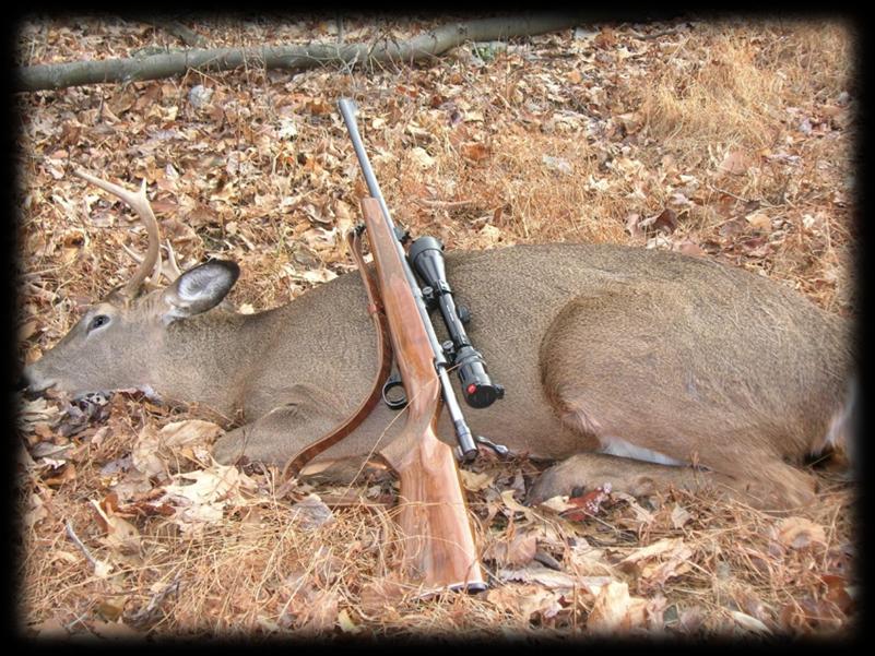 Deer harvest data are the primary source for deer