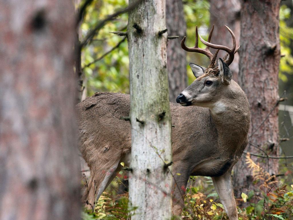 Deer management recommendations are guided by publicly