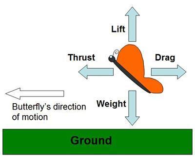 Diagram 1. This diagram shows weight, lift, thrust and drag acting on a butterfly. To fly through the air a butterfly usually flaps its wings. This creates lift and thrust.
