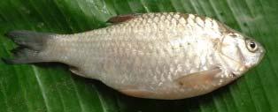, The ornamental fish is being sold in the local market @ Rs. 90-110 /kg & consumed by local people as a food fish. 2.