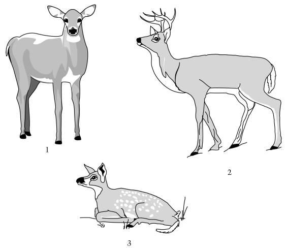 Look at the pictures of deer below. 1. The deer in the pictures are numbered. Put the number next to the name that identifies each deer.