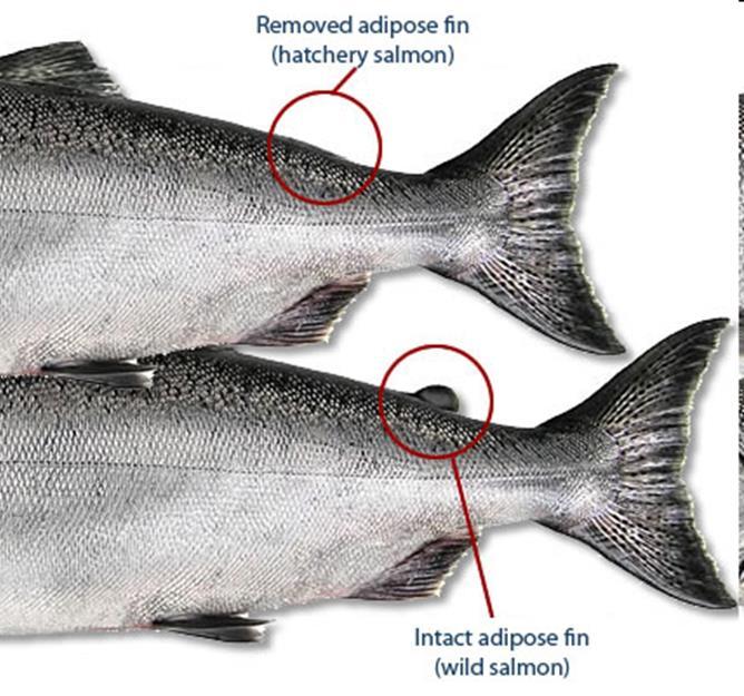 Most juvenile salmon are of hatchery origin Hatchery-wild origins (2007-12 combined) Species/ age