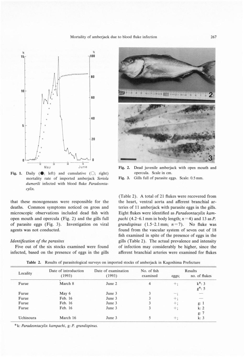 Mortality Fig. 1. Daily ( œ; left) mortality rate dumerili infected and of cumulative imported with of amberjack blood ( ; amberjack fluke due to blood fluke infection Fig. 2.