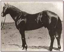 The Hancocks Joe Hancock was registered as number 455 in the American Quarter Horse Association. He was foaled in 1926, a brown stallion, registered as bred by John Jackson Hancock.