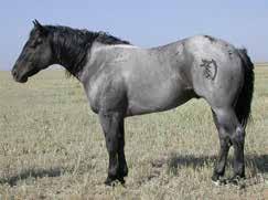 2001 Blue Roan Ranch: Kesa Quarter Horses Red Man Beauty s Dream Rip Rip Zaid A Reed Jenny Valentine Blue Fox is an AQHA Champion with 722 AQHA Open Points to date.