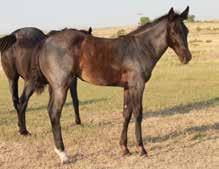 Peppy San Brigand s Vonnie Captain Crusade Candywood This MR Junewood daughter is out of one of our favorite Johnson Driftwood x Peppy San mares.