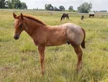 raised several breeding stallions. Triple bred and the Driftwood mare Flamewood Miss was the dam of Todd Suhn s famous rodeo horse. Great genetics! Bred to Driftwood Sensation.