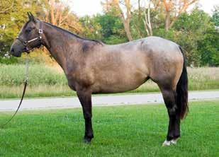 She is currently checked in foal to Rojo Coup Deuce. 5 panel negative per testing.