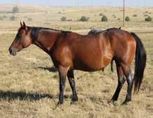 It would be hard to find more proven sires than MR Junewood and Blue Fox, in any foundation pedigree, just study what the genetics tell you here. This should be an outstanding colt.