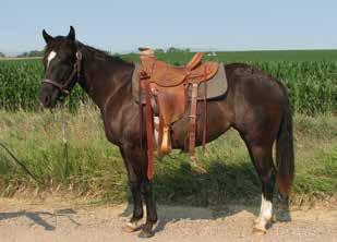 Blue Coup #5772285 5-19-2016 Black Mare Ranch: KeSa Quarter Horses Plenty Blue Hawk Red Hawk Blues This Blue Fox daughter is out a daughter.
