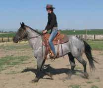 A full blood brother has his Superior in Heading and is qualified for the 2018 AQHA World Show in Heading and Heeling. He has experience outside riding on our ranch by Kevin Myers.
