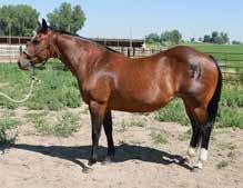 This mare goes back to Ambrose Sue 30, a Plenty Coup daughter, Jackie Bee, Three Bars, and Top Deck Jimmer for well rounded working blood and speed lines.