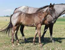 daughter. This mare always produces outstanding foals. Her dam is a grand daughter of with the addition of some of the better historic horses in her background. Bred to MR Junewood for a 2019 foal.