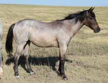 44 2018 Blue Roan Filly #PENDING 4-17-2018 Ranch: KeSa Quarter Horses Blue Double Try Fox Katys Fairs Kid Katy Fair Foxy Two Valentine Two Rowdy Blue Man Blues Pole Cat This stout blue roan filly s