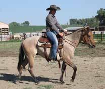 MR Junewood is a proven performer and producer of year end high point and AQHA World Show winners. Two proven performance bloodlines should take a lot of the guesswork out of the equation.