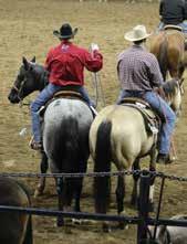 These horses are consistent in their training and retention, and have good quality overall.