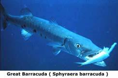 Benthic, lie-in-wait predators - great suction capacity Some fish