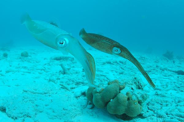 Photo Credit for Caribbean Reef Squids: