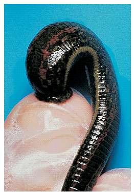 Slide 37 Leeches, some of which are parasitic Figure 17.
