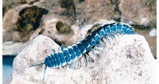 Slide 43 Millipedes and centipedes Figure 17.