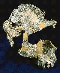 Australopithecus walked the African savanna Slide 93 Fossil