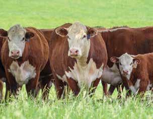 BOYD Beef Cattle 6077 Helena Rd., Mays Lick, KY 41055 606-584-5194 BOYD BEEF CATTLE 9 BOYD 431A GEMINI 7022 {DLF,HYF,IEF} P43791608 Calved: Jan.