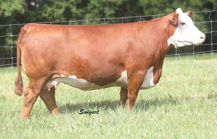 10 Lot 8 WBCC HH 2028 Mis 3138 D406 TH 89T 755T GEMINI 431A {DLF,HYF,IEF} P43371420 Calved: March 6, 2013 Tattoo: BE 431A DRF JWR PRINCE VICTOR 71I {SOD} HRP THM VICTOR 109W 9329 {SOD} TH 223 71I