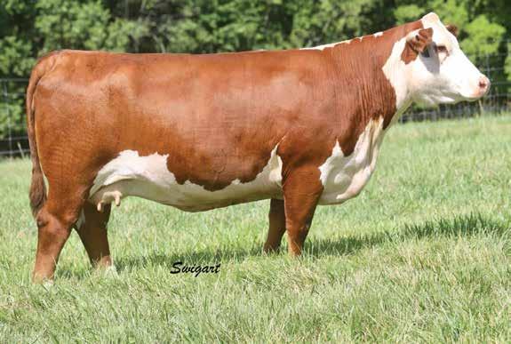BOYD Beef Cattle 6077 Helena Rd., Mays Lick, KY 41055 606-584-5194 BOYD BEEF CATTLE 11 Lot 11 ASM X146 A152 Sassy 539C ASM X146 A152 SASSY 539 P43595509 Calved: Feb.
