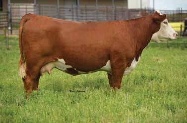 00 Owned with Hopper Herefords This horned 3-year old possesses a smooth and stylish look that is packed with plenty of rib and shape.