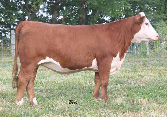 ASM 705 MISS CAROLINE 736E ET P43865715 - Calved: Feb. 20, 2017 - Tattoo: BE 736E Bred AI on April 16, 2018 to Boyd Ft Knox 17Y XZ5 4040. Safe to AI date.