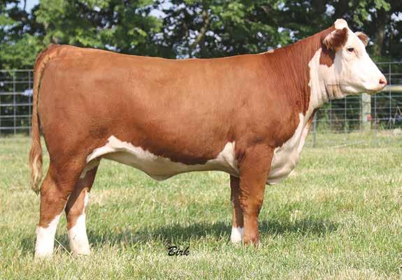 MATHENY HEREFORDS Super phenotype backed by a rock solid maternal pedigree. Every bull in her pedigree is a household name in the Hereford breed.