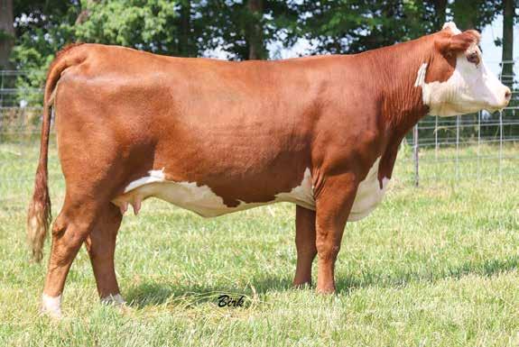 MATHENY Herefords 6706 US 68, Mays Lick, KY 41055 606-763-6497 30 ASM AM 4037 85C WHOOPI 741E P43865717 Calved: March 7, 2017 Tattoo: BE 741E CS BOOMER 29F {SOD}{CHB}{DLF,HYF,IEF} REMITALL BOOMER 46B