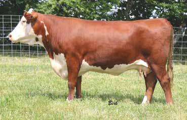 07 44U and 80L what a combination of breed greats. 80L has been a cornerstone of the NJW program for years and it is rare to see one of her daughters sell.