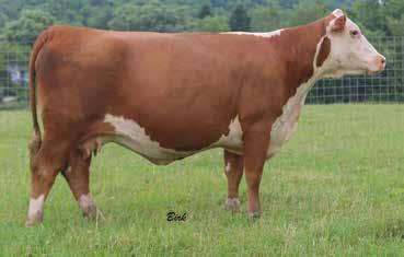07 2Z keeps pumping out daughters that make the grade like Lot 41 in this sale. She is youthful and has a great future ahead of her. She is a model cow with a 0.4 DMI, 21.4 SCF and 0.67 REA.