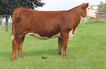 LOTS 47 50 SUNNY SIDE FARM Registered Polled Herefords 8570 Shannon Rd. Dresden, OH 43821 CECIL JORDAN 740-828-2626 JEFF JORDAN 740-704-4807 SUNNY Side Farm 8570 Shannon Rd.