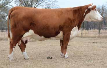 05 This 3-year old is a very sweet uddered female that has tremendous depth, length and thickness. Her outcross pedigree provides many mating options for the progressive breeder.