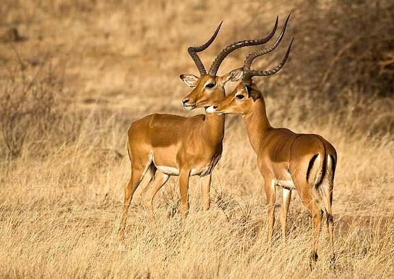 Impala are some of the most graceful and elegant animals in the antelope family. If alarmed or when they have spotted a predator, they can be quite noisy.