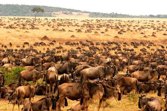 SIGN UP FOR OUR NEWSLETTER Wildebeest Migration Canon EOS 20
