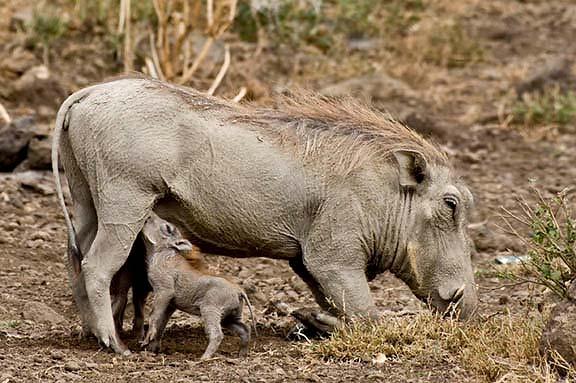 6 Copyright: Paul Renner 2007 Warthogs have short necks so