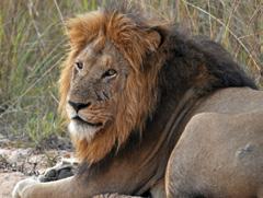Lions are confident in their position in the food chain and often turn the tables on a hunter.
