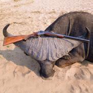 unt Buffalo with Bullet Safaris Buffalo are the toughest animals in Africa.