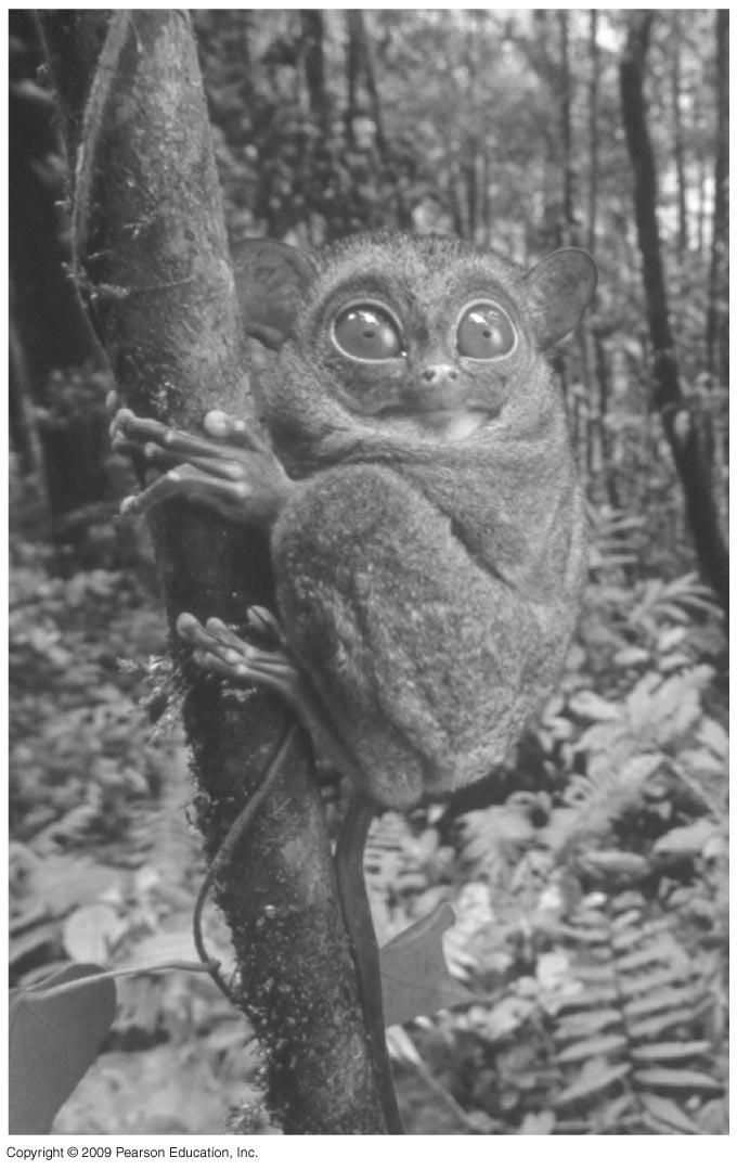 of primates Three groups of Primates The tarsiers form a second group of
