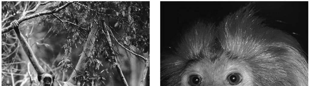 Three groups of Primates The anthropoid group includes monkeys, apes, and