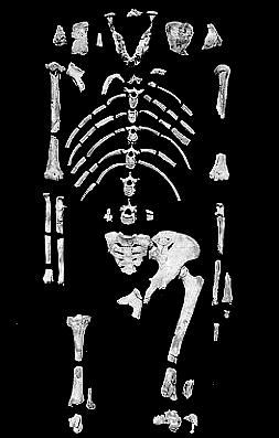 A. afarensis - Lucy Lucy skeleton dates to 3.2 mya Fairly complete!