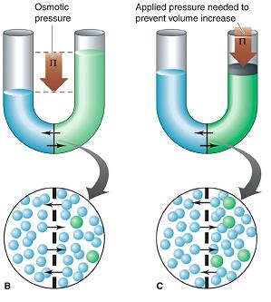 The osmotic pressure is also defined as the applied pressure required to prevent this volume change.