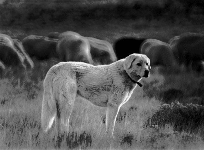 Fig. 7. Livestock guarding dog (Akbash dog) scattered and bedded in a number of locations.